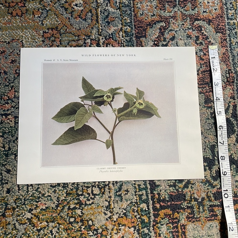 🖤 5/$25 Antique Botanical Plant Print Original over 100 years old Vintage